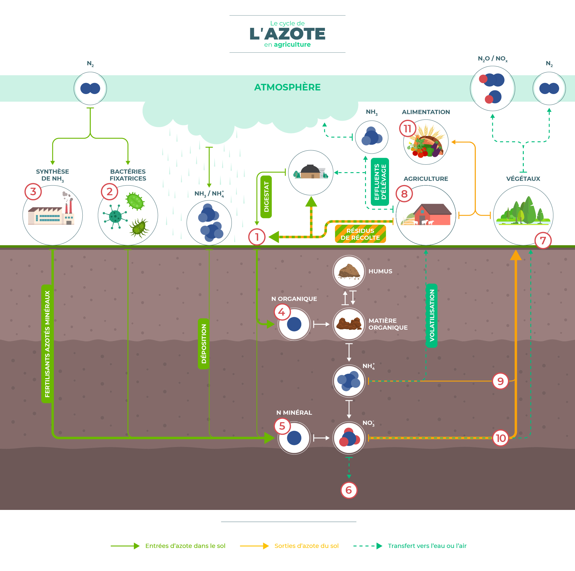Le cycle de l'azote en agriculture V2