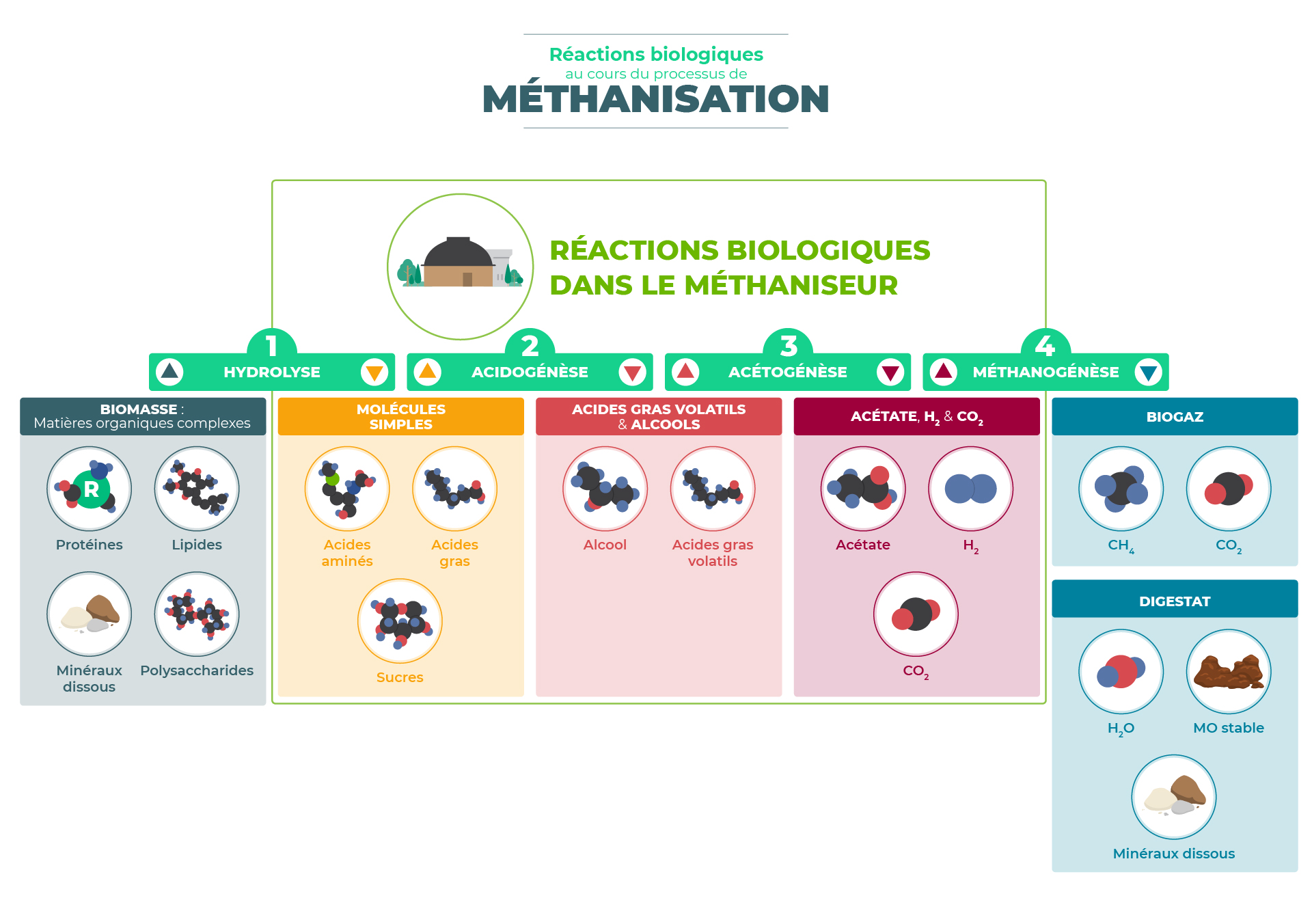 Réactions biologiques lors de la méthanisation