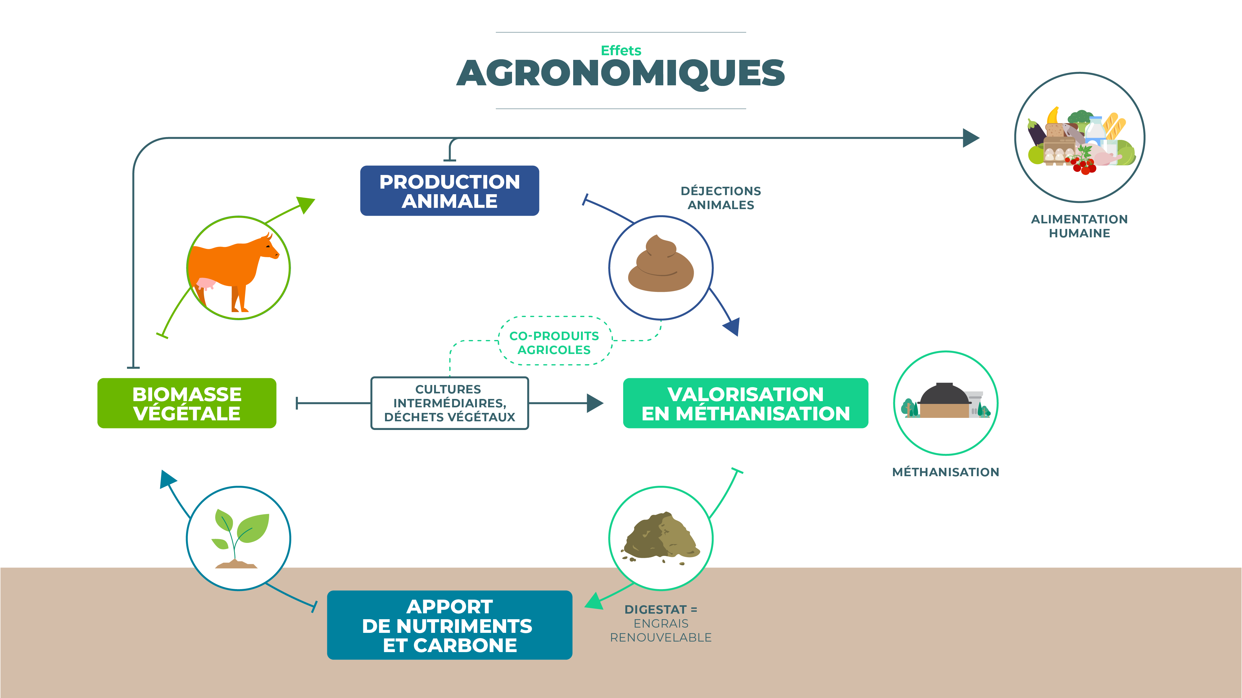 Effets agronomiques de la méthanisation