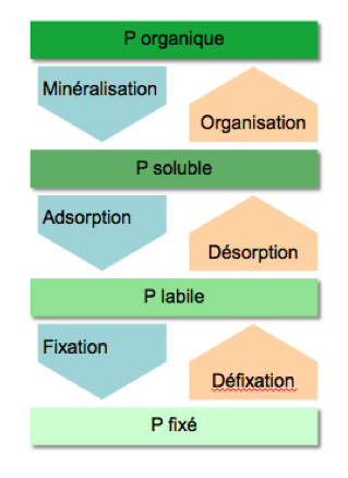 CyclePhosphore