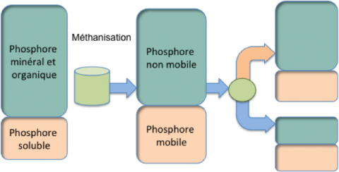EvolutionPhosphore