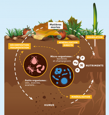 Minéralisation des nutriments par les micro-organismes du sol