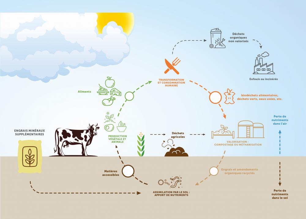 Cycle des nutriments à travers l'agriculture et l'alimentation
